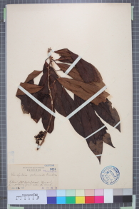 Specimen thumbnail
